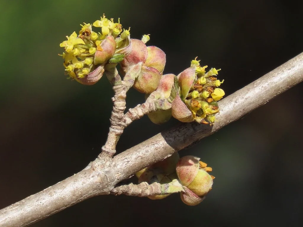 IMG_8558 2026 03.jPG