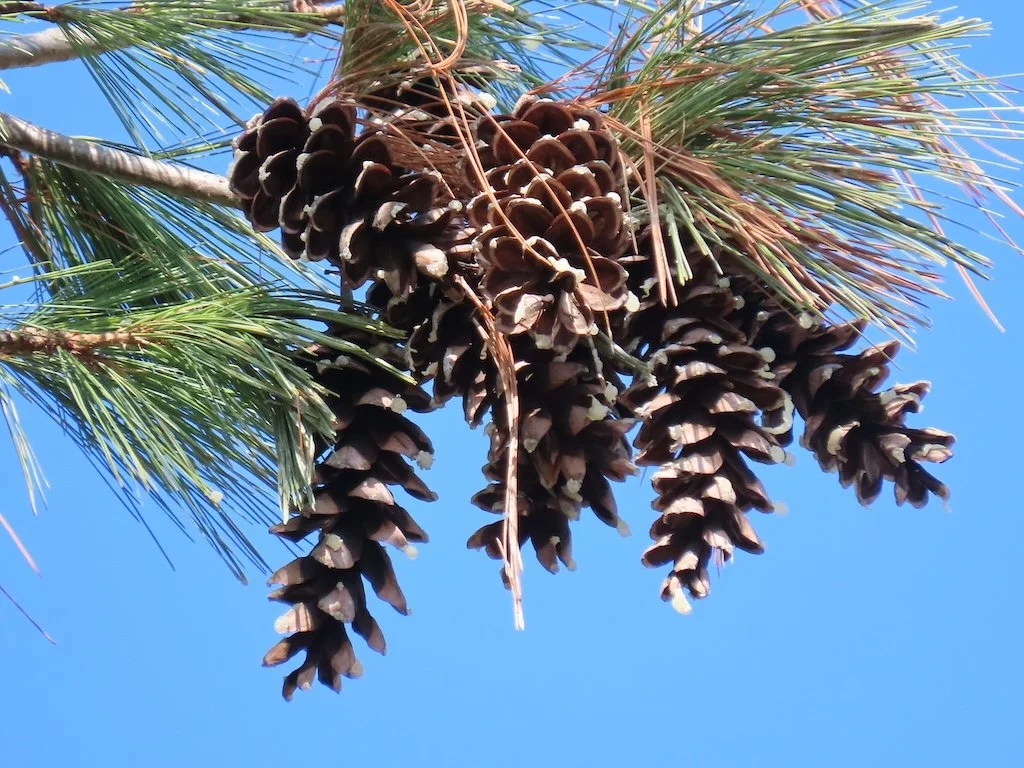 IMG_8582 2026 03.jPG