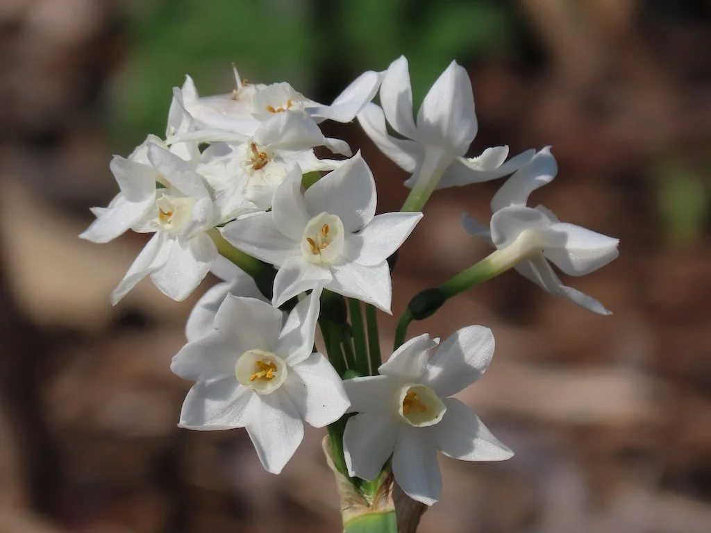 IMG_8631 2026 03.jPG