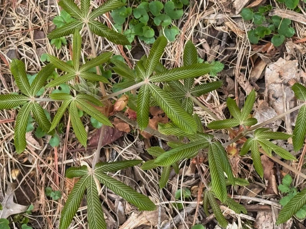 IMG_1834 2026 03.jpeg