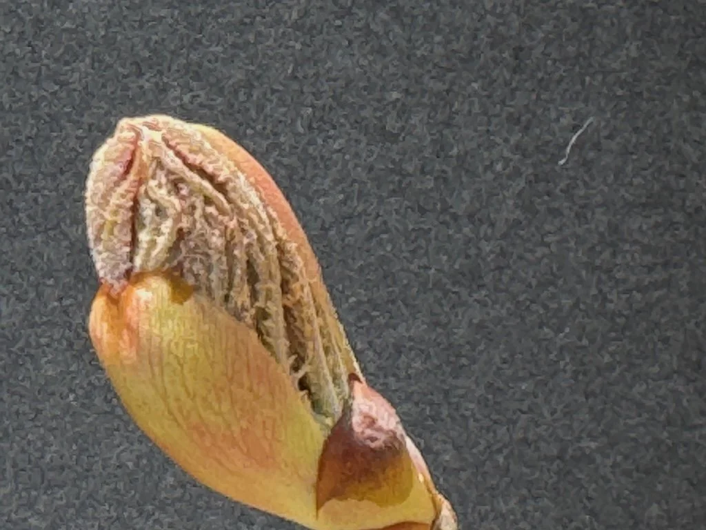 IMG_1644 2026 03.jpeg