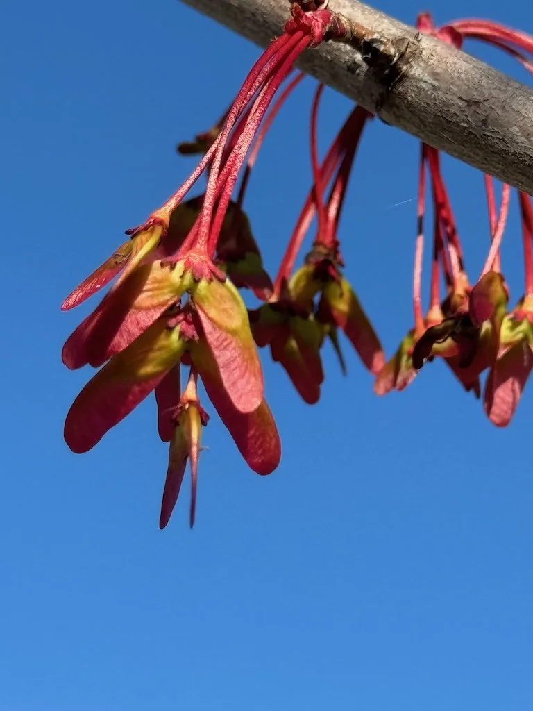 IMG_1857 2026 03.jpeg