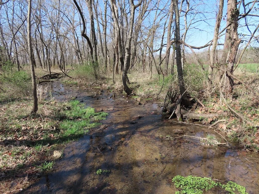 IMG_8774 2026 03.jPG