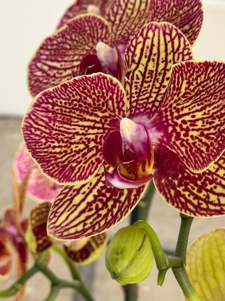 IMG_2006 2026 03.jpeg