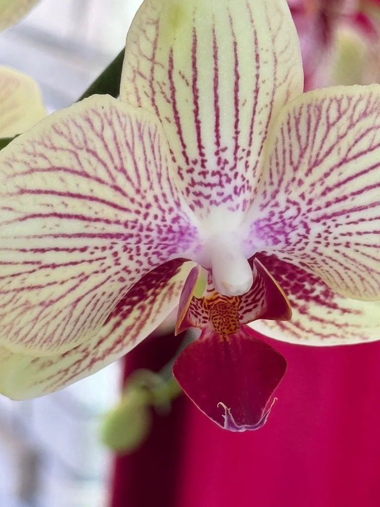 IMG_2008 2026 03.jpeg