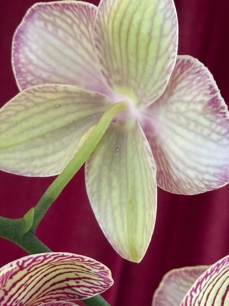 IMG_2010 2026 03.jpeg