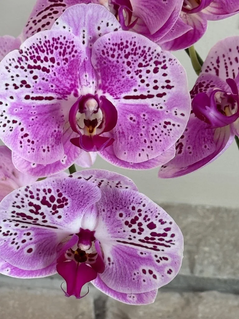 IMG_2014 2026 03.jpeg