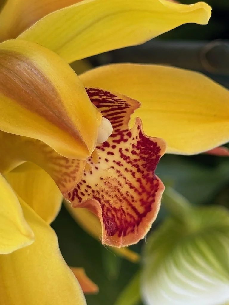 IMG_2016 2026 03.jpeg