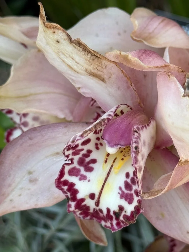 IMG_2032 2026 03.jpeg