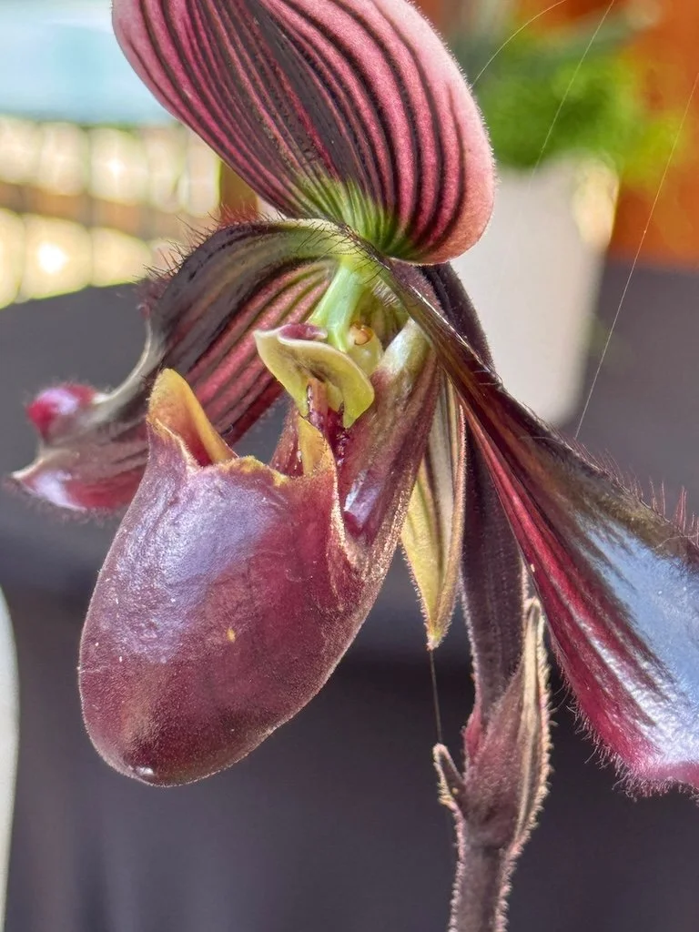 IMG_2044 2026 03.jpeg