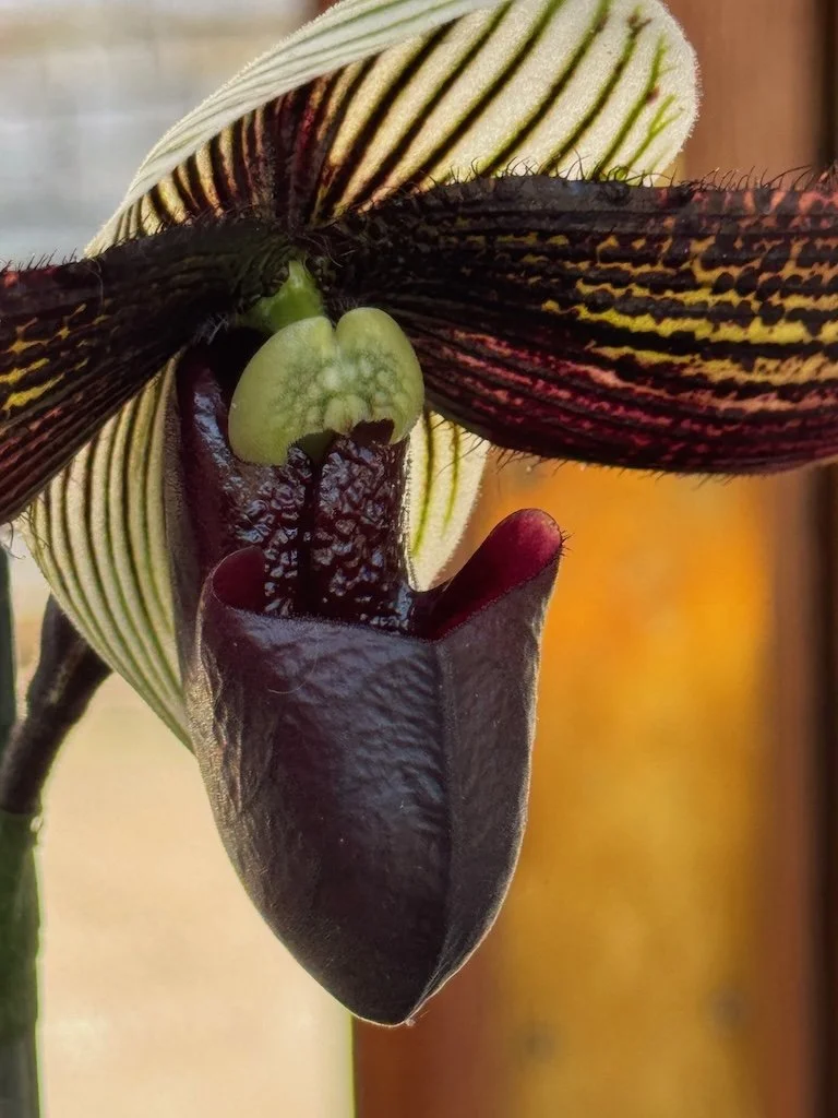 IMG_2046 2026 03.jpeg