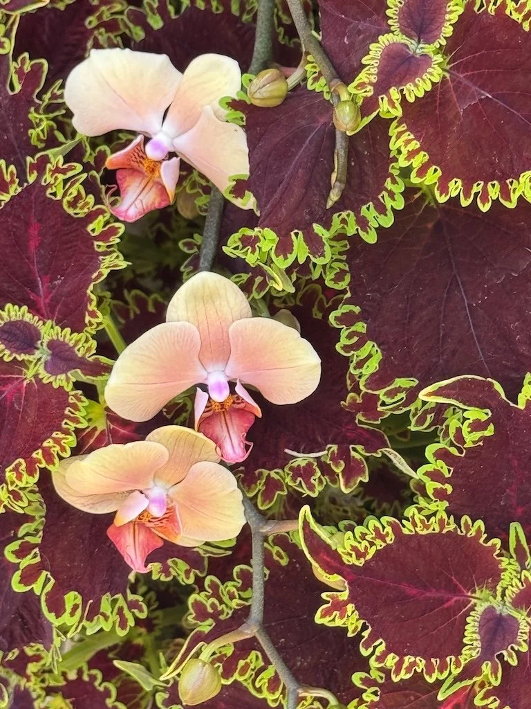 IMG_2051 2026 03.jpeg