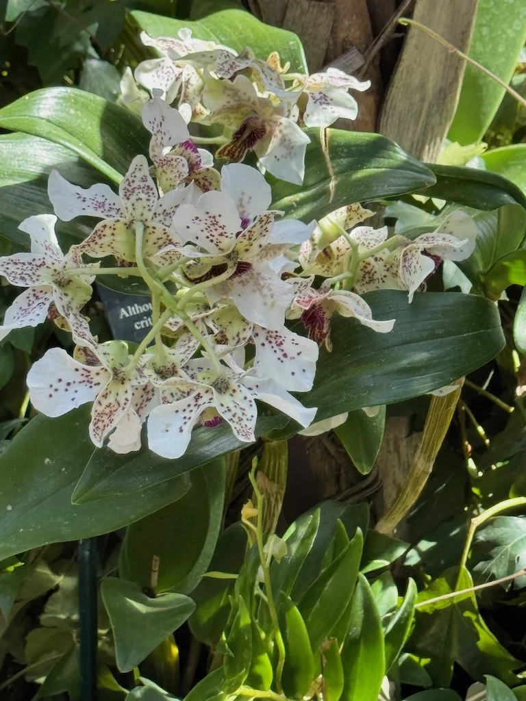 IMG_2052 2026 03.jpeg