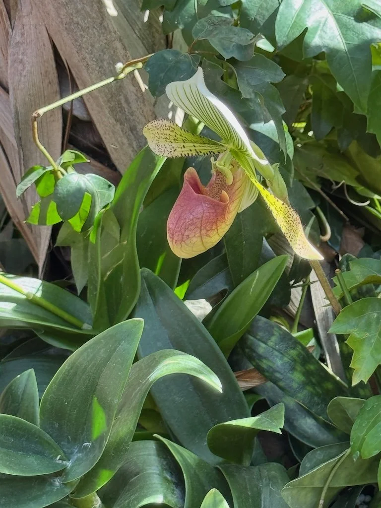 IMG_2053 2026 03.jpeg