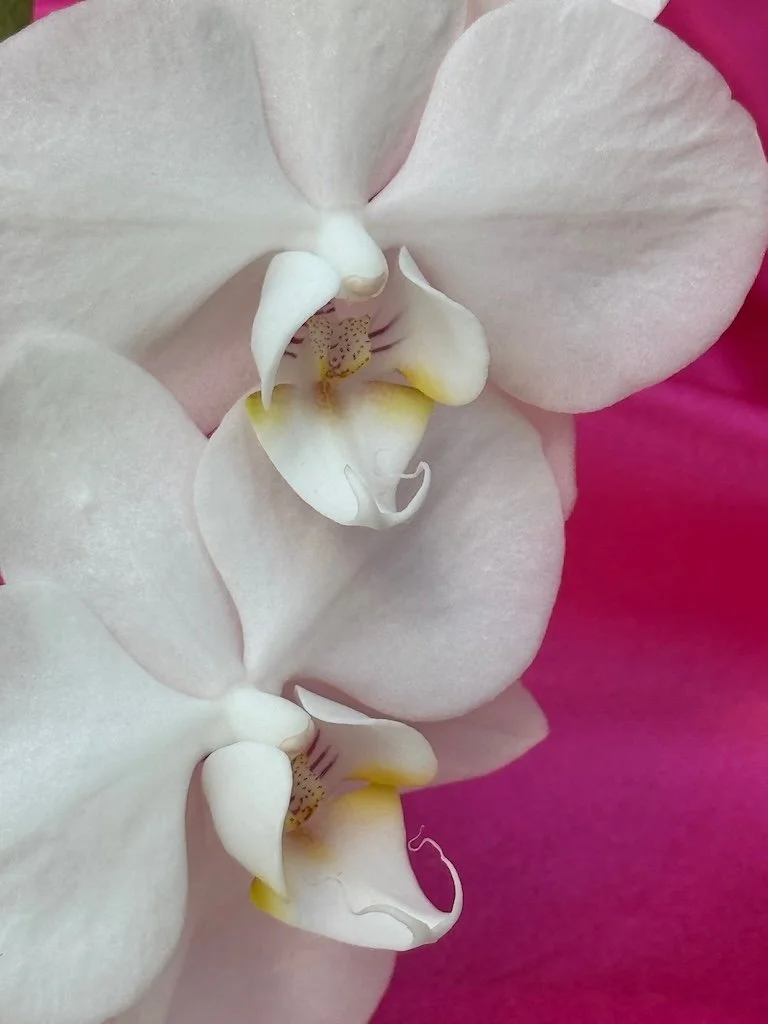 IMG_2057 2026 03.jpeg