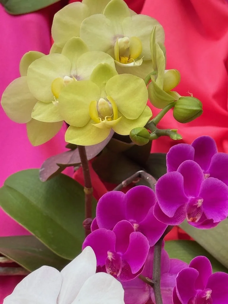 IMG_2060 2026 03.jpeg