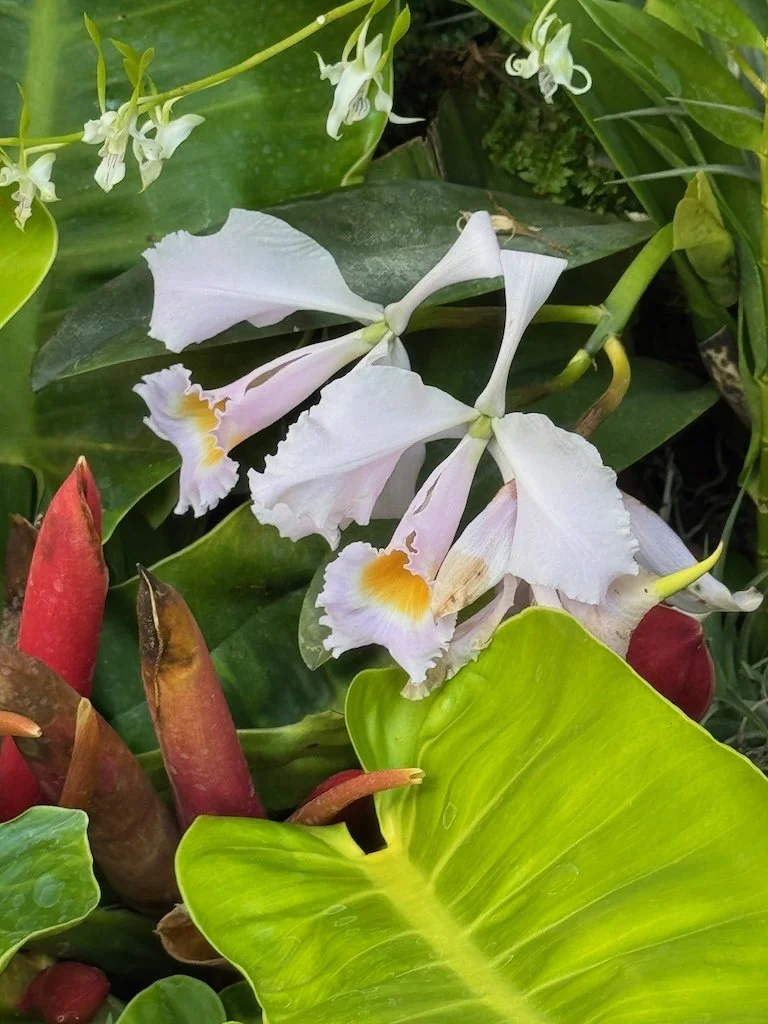 IMG_2066 2026 03.jpeg