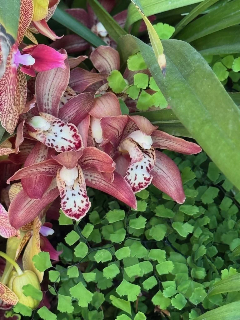 IMG_2068 2026 03.jpeg