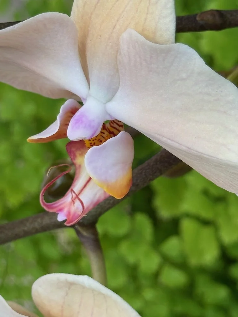 IMG_2076 2026 03.jpeg