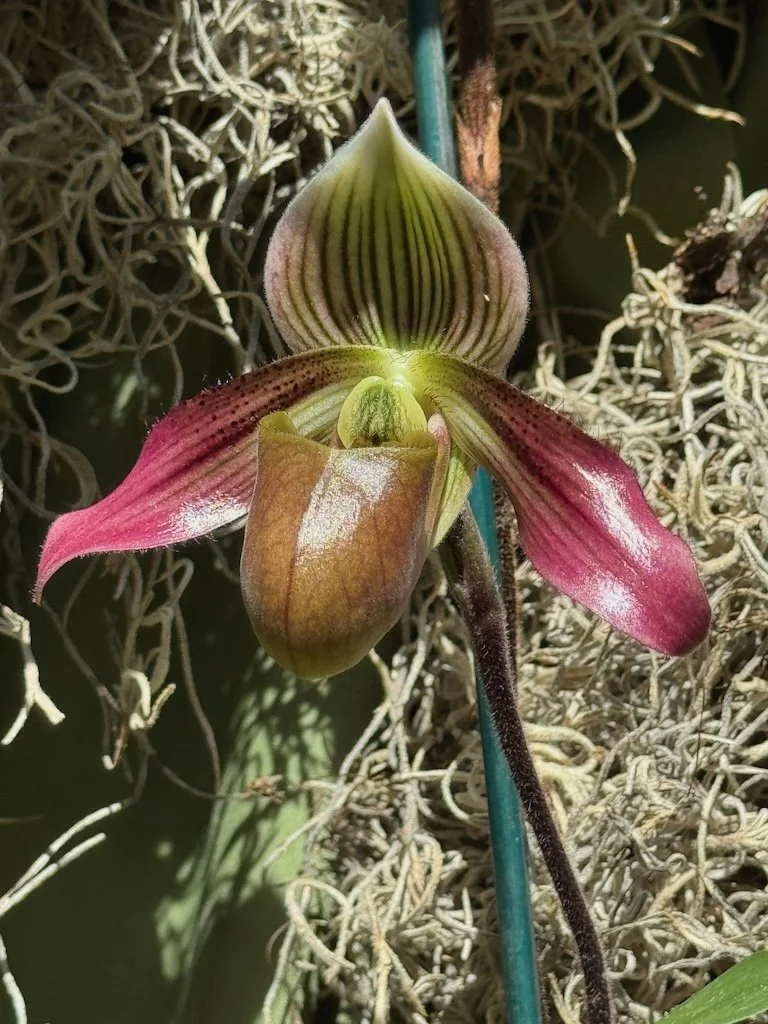 IMG_2080 2026 03.jpeg