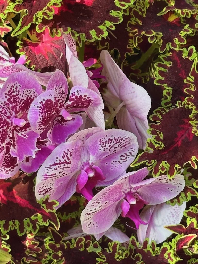 IMG_2084 2026 03.jpeg