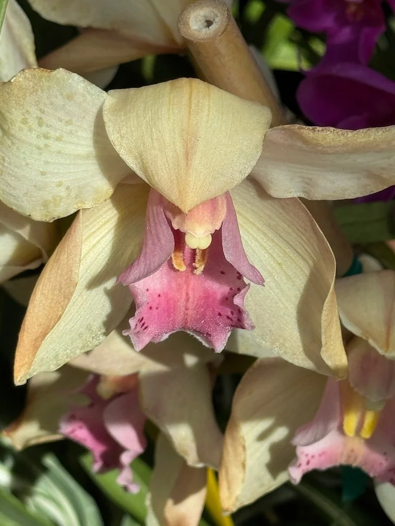 IMG_2091 2026 03.jpeg