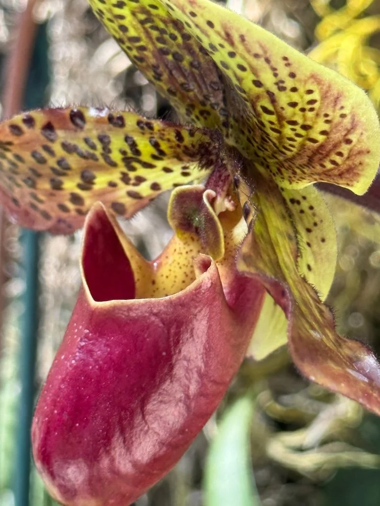 IMG_2101 2026 03.jpeg