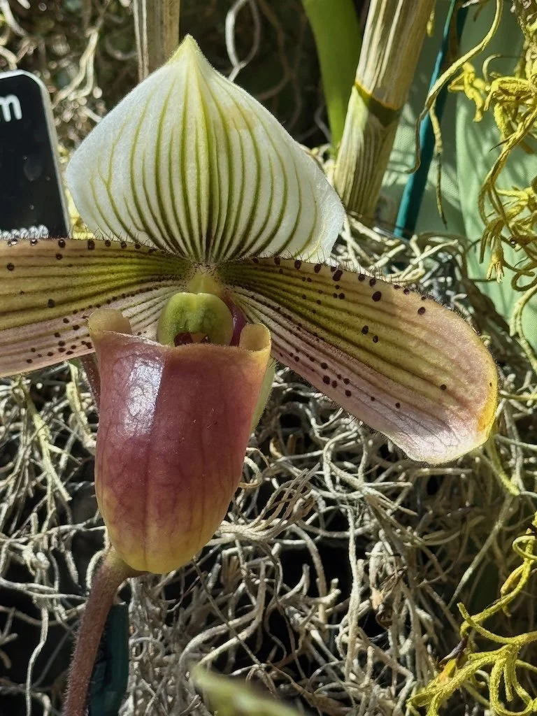 IMG_2104 2026 03.jpeg