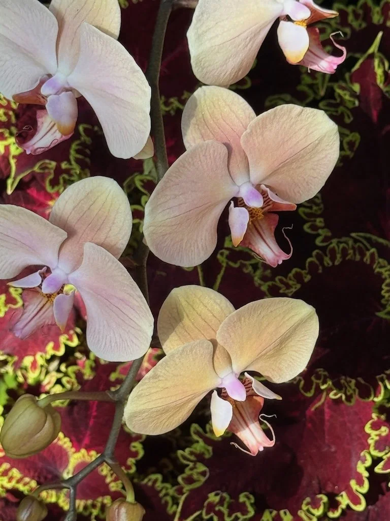 IMG_2107 2026 03.jpeg