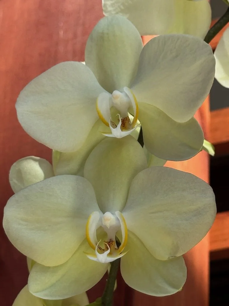 IMG_2109 2026 03.jpeg