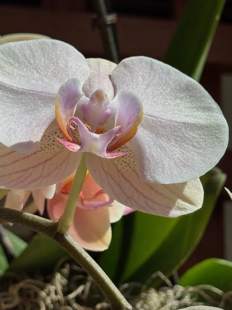 IMG_2113 2026 03.jpeg