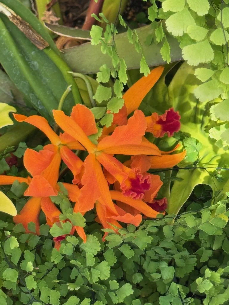 IMG_2115 2026 03.jpeg