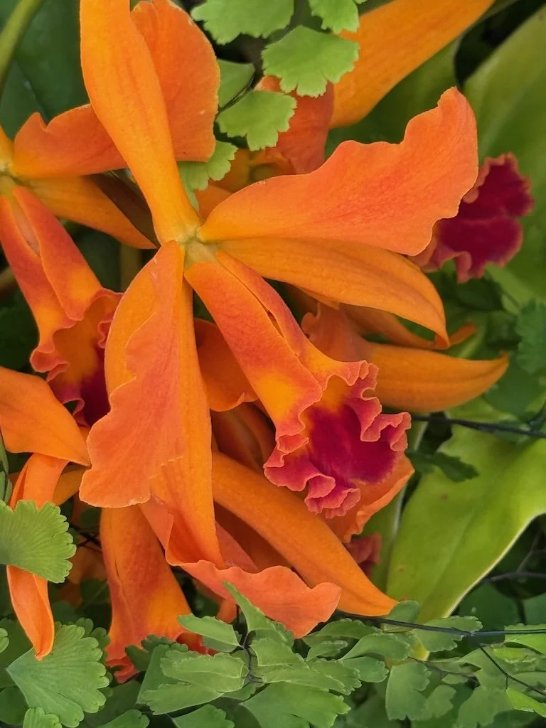 IMG_2118 2026 03.jpeg