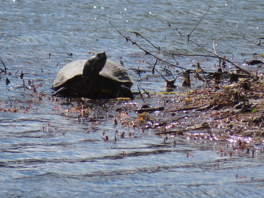 IMG_9021 2026 04.jPG