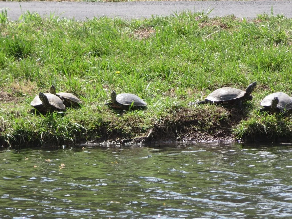 IMG_9023 2026 04.jPG