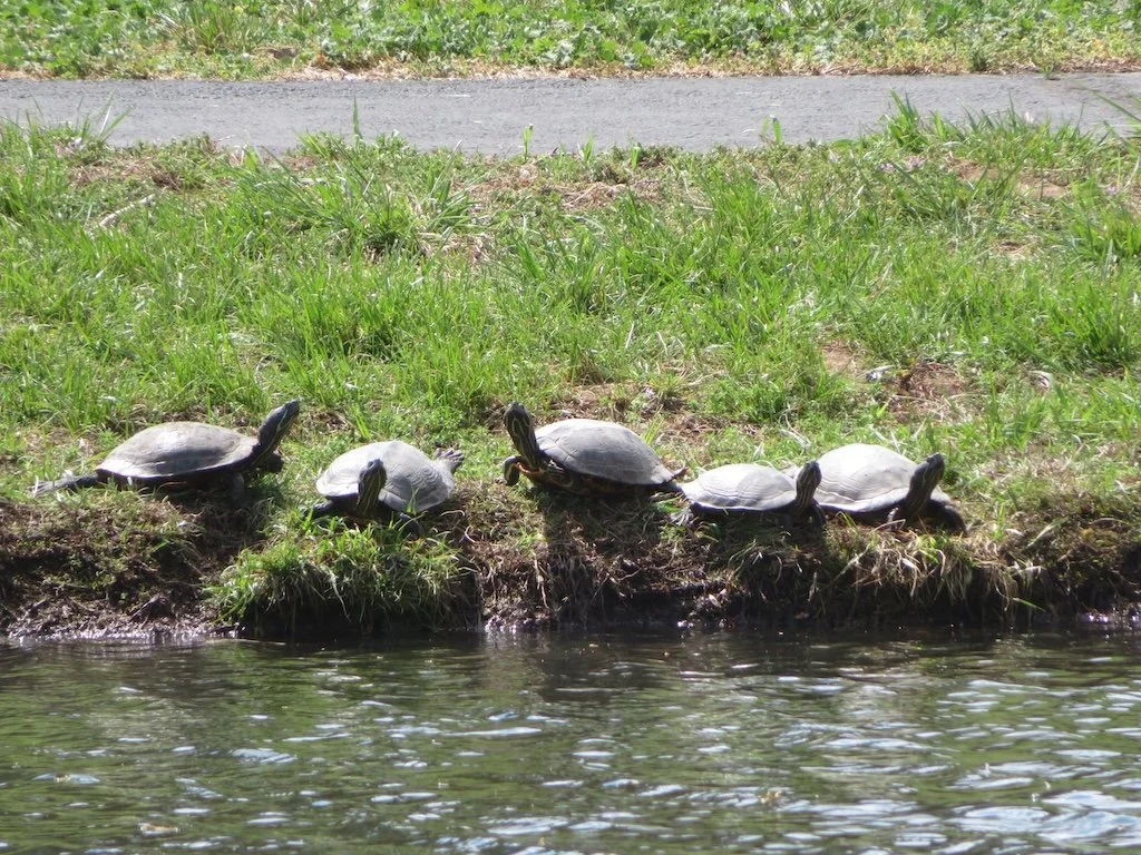 IMG_9024 2026 04.jPG