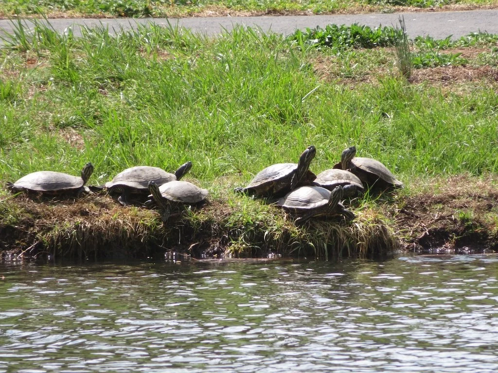 IMG_9025 2026 04.jPG