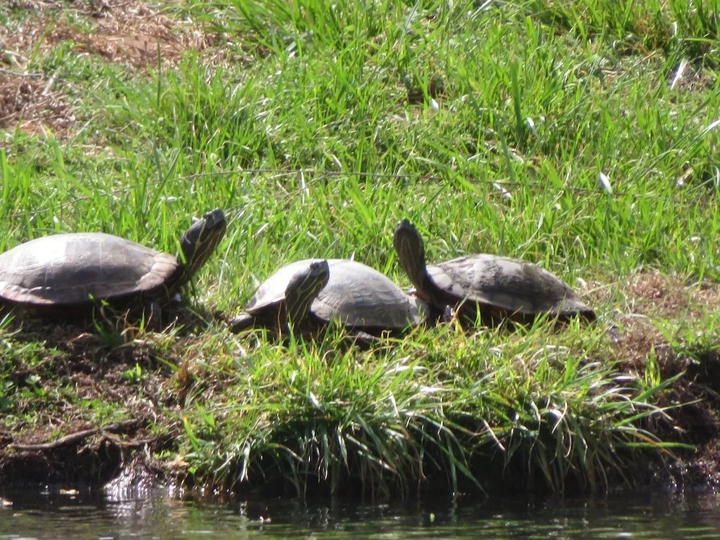 IMG_9027 2026 04.jPG