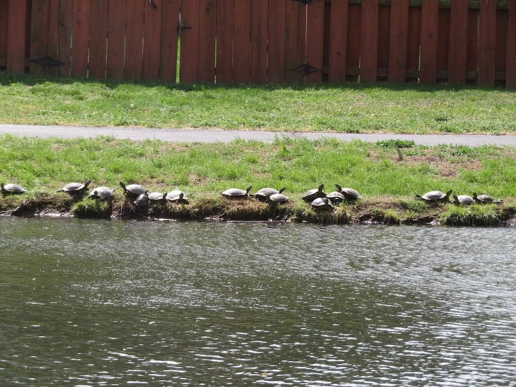 IMG_9034 2026 04.jPG