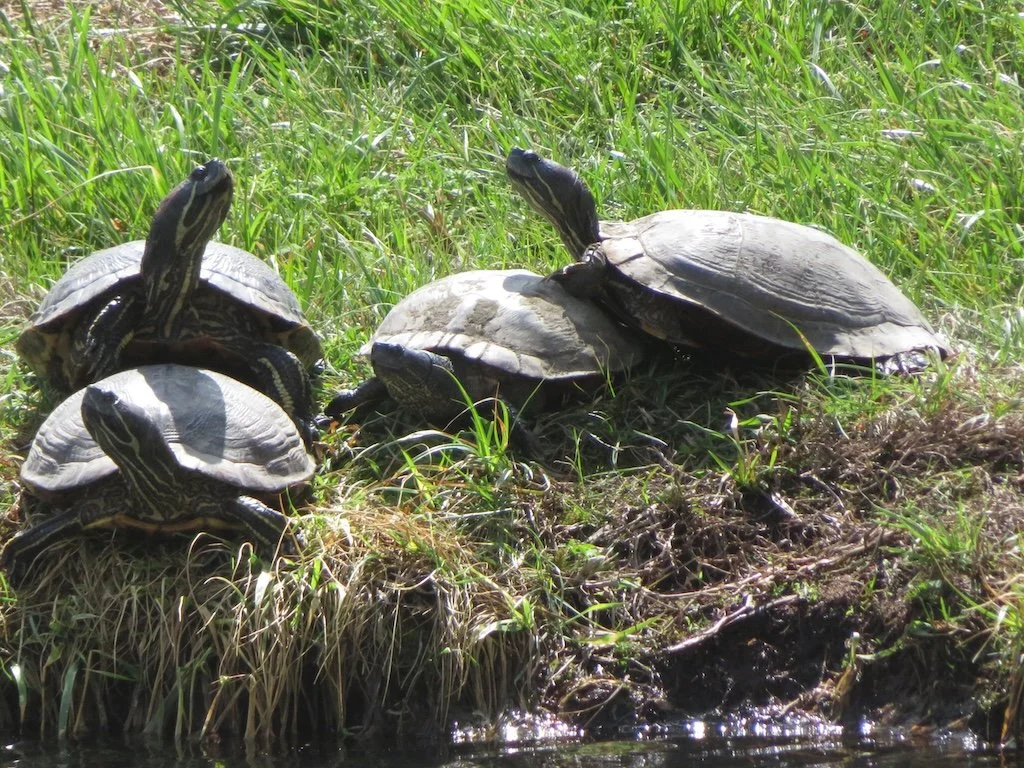 IMG_9036 2026 04.jPG