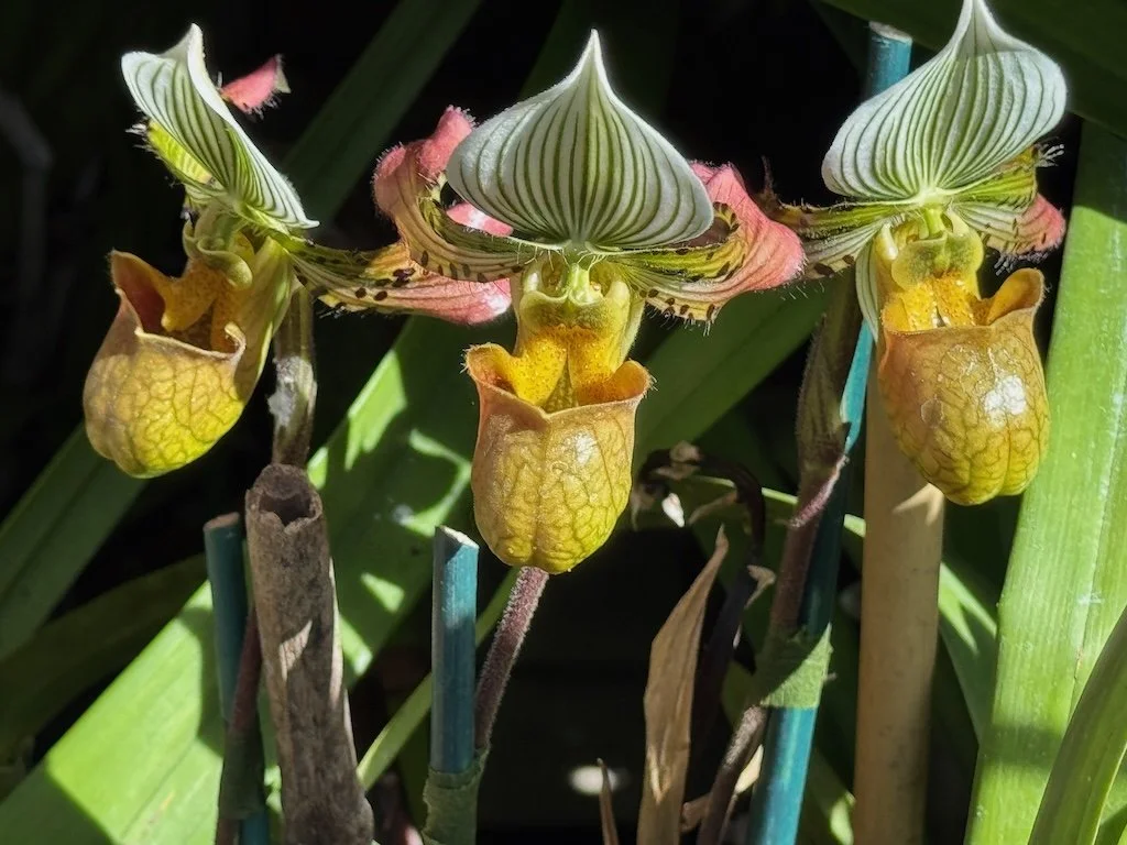 IMG_2097 2026 03.jpeg