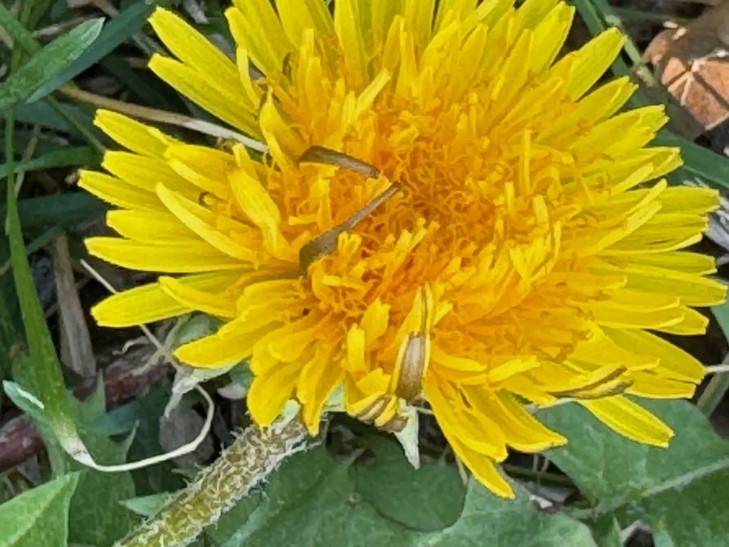 IMG_2170 2026 04.jpeg