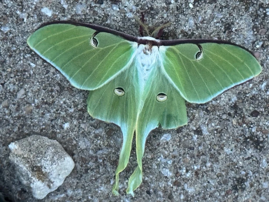 IMG_2247 2026 04.jpeg