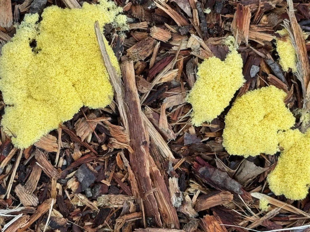 IMG_2349 2026 04.jpeg