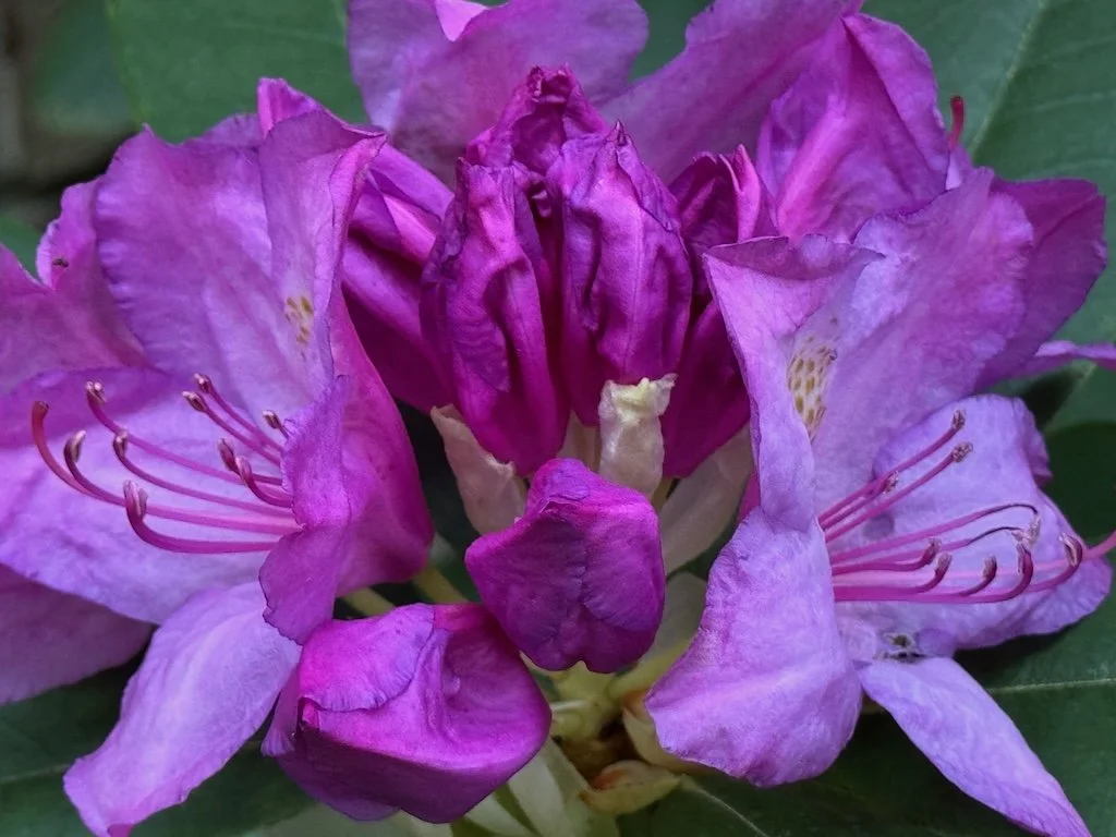 IMG_2441 2026 04.jpeg