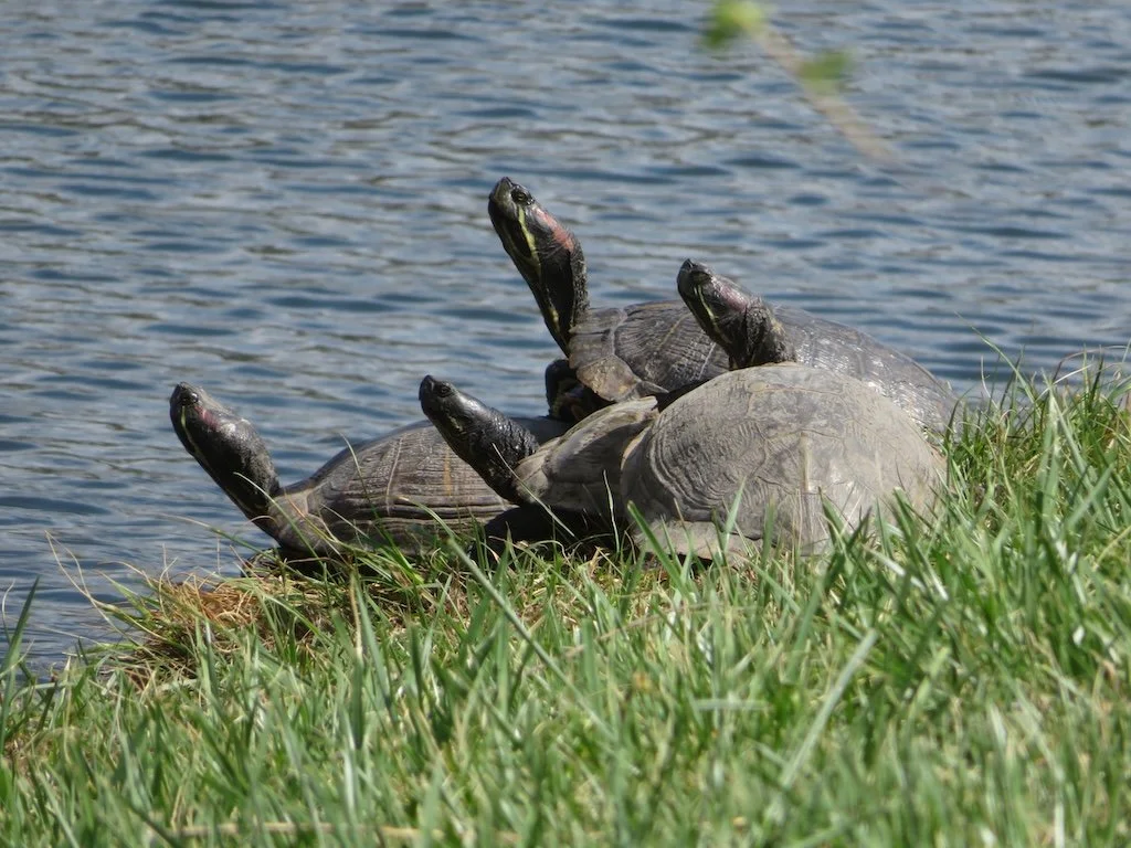 IMG_9039 2026 04.jPG