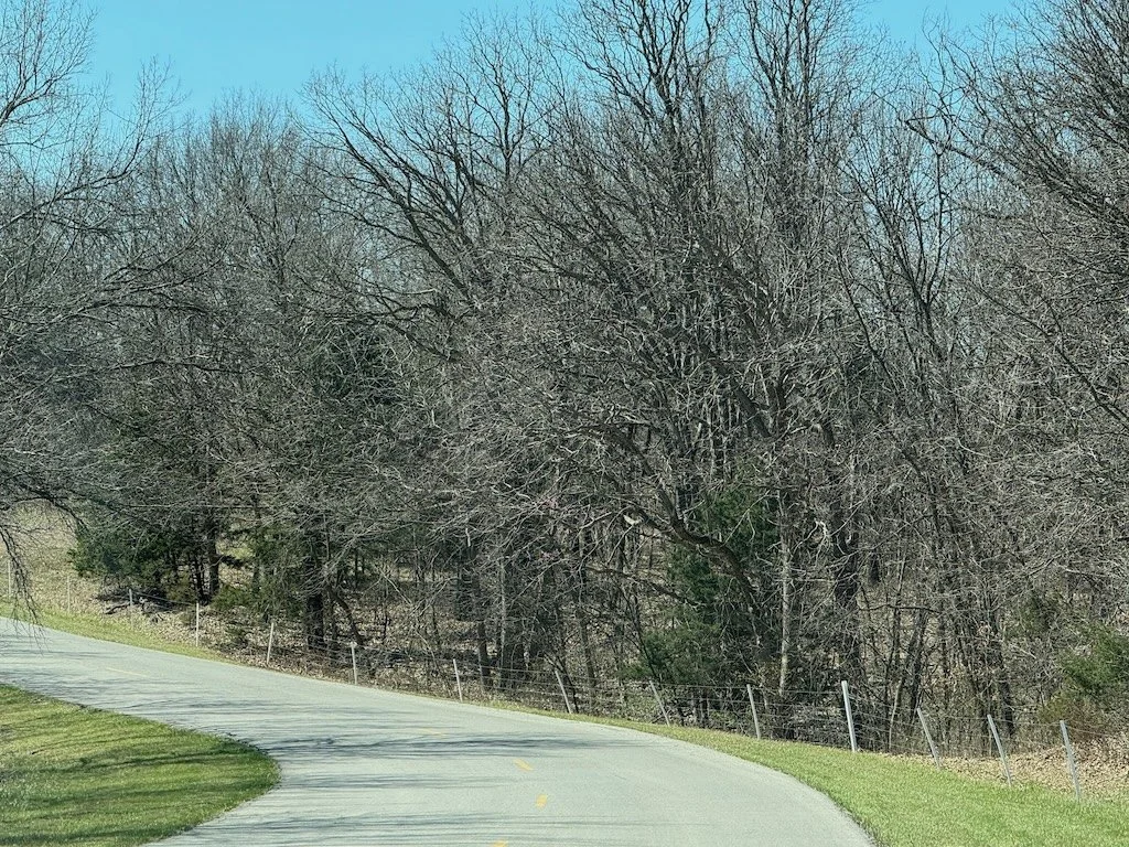 IMG_2142 2026 03.jpeg