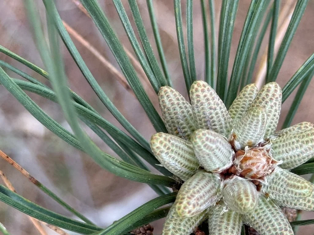 IMG_2158 2026 04.jpeg