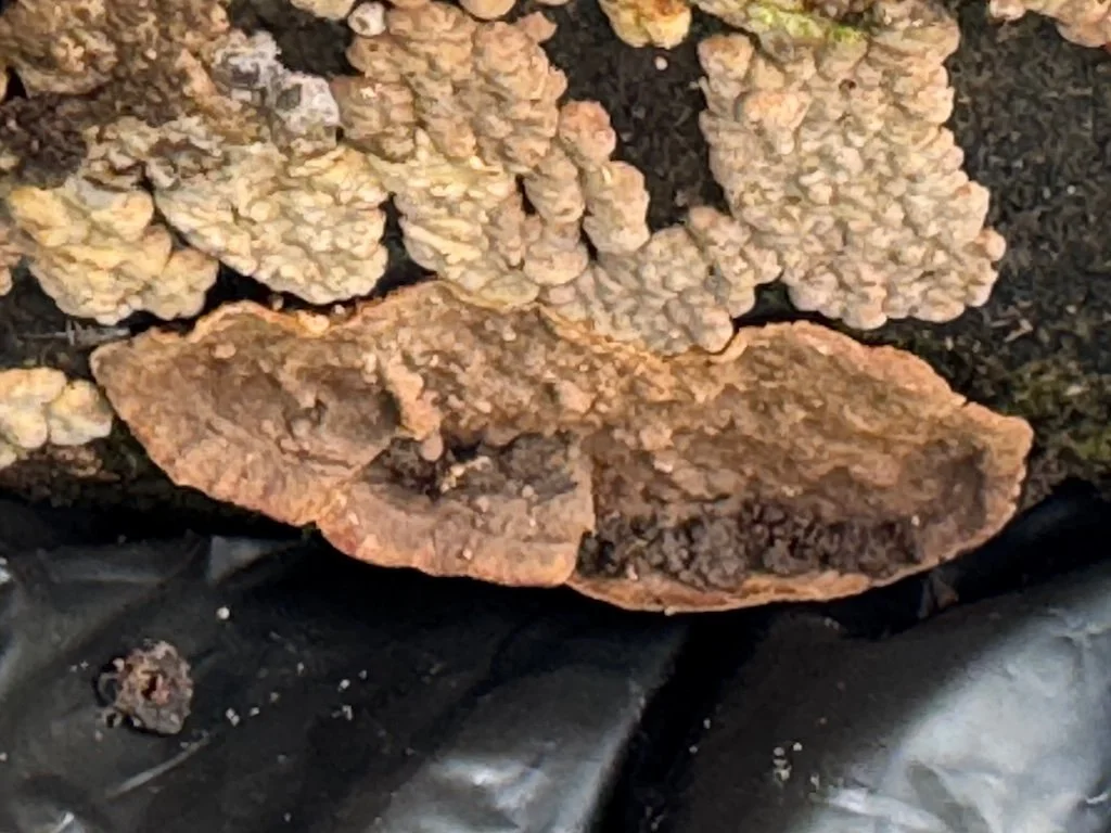 IMG_2475 2026 04.jpeg