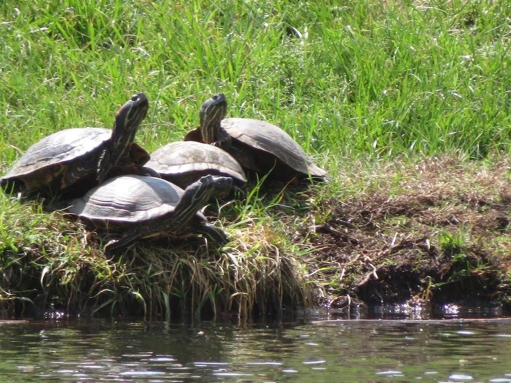 IMG_9028 2026 04.jPG